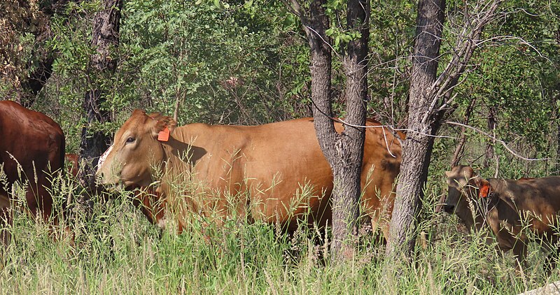 File:Namibian cattles and their habitat.jpg