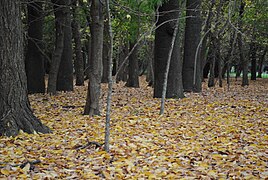 Otoño en el Parque Villarino.jpg