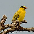 Chinese wielewaal (Oriolus chinensis)