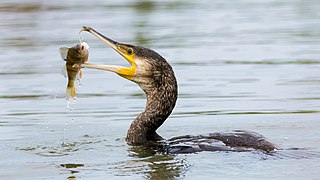 Grand cormoran en train de manger une perche.