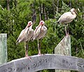 Ibis branco americano (Eudocimus albus).