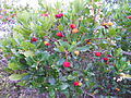 Strawberry tree with ripe fruit (Κουμαριά).