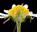 Ein Gänseblümchen, außen die Zungen-, innen die Röhrenblüten