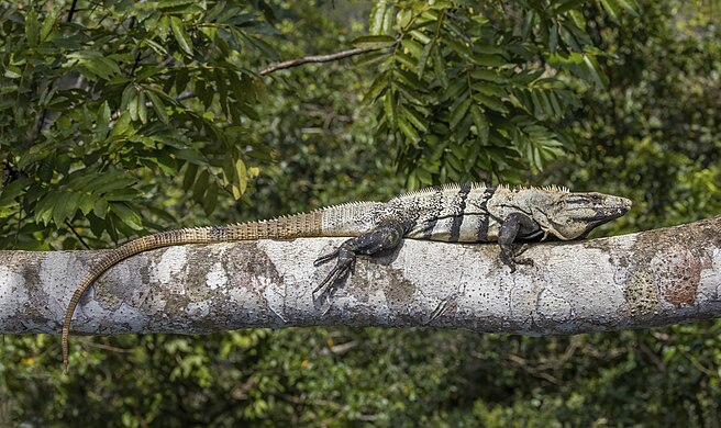 Ctenosaura similis Charles J. Sharp