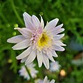 Chrysanthemum album