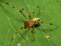 Cobweb Weaver (15567931112)