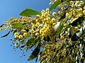 Image 15Golden Wattle, Australia's floral emblem and the source of Australia's national colours, green and gold (from Culture of Australia)