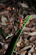 Insect on an orchid leaf in Badangi Reserve, Wollstonecraft, NSW