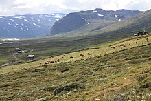 Un pré avec des vaches sur des pentes douces, près de bâtiments de ferme.