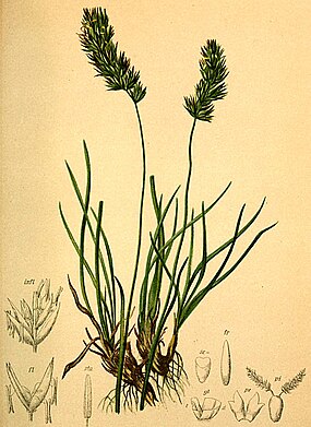 Koeleria hirsuta,