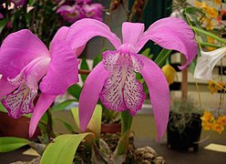 Laelia speciosa.jpg