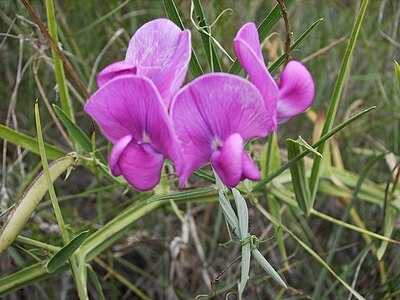 Lathyrus tuberosa el fabacoj