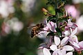 Philotheca buxifolia with Apis mellifera