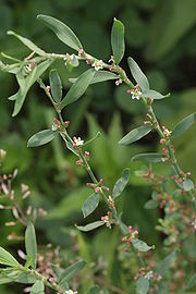 madárkeserűfű (Polygonum aviculare)