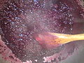 Blackberries being cooked for preserves.