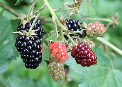 Купине припадају било којем од стотина микроспеција Rubus fruticosus агрегатне врсте.