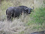 Afrikansk buffel (Syncerus caffer)