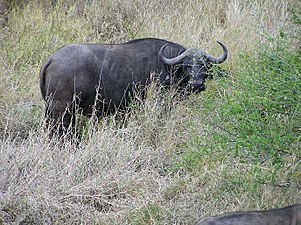 Buffel (Syncerus caffer)