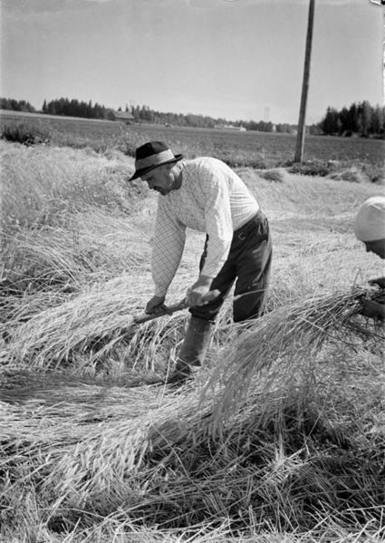 File:Viljan niittaminen viikattein.jpg