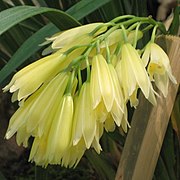 Cymbidium elegans