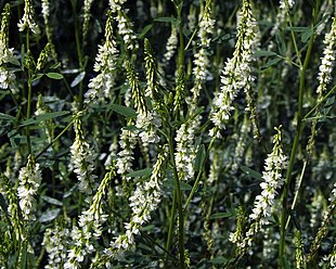 Hvid stenkløver (Melilotus alba).