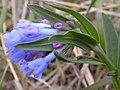 Oblongleaf bluebells (Mertensia oblongifolia)