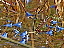 A scene of a pong with a dozen blue moor frogs scattered around the scene. They are all looking in different directions semi-submerged in the pond water.