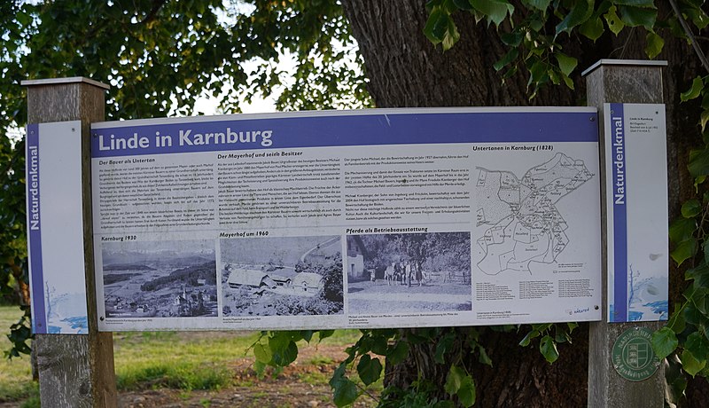 File:Naturdenkmal Sommer-Linde in Karnburg (KL 33), Maria Saal.jpg