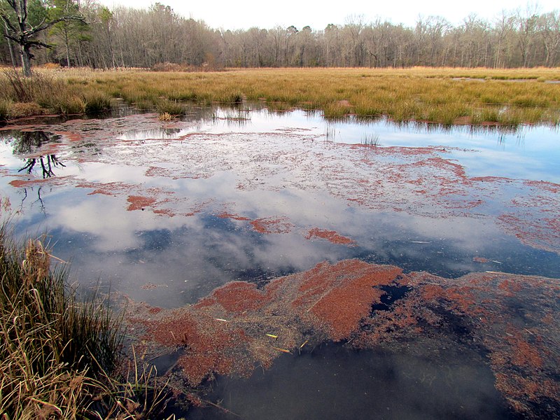 File:Azolla and Duckweed Sullivan Pond Pee Dee NWR NC 5448 (16516621721).jpg