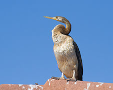 Immature male