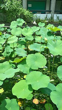 centraal aangehecht bij schildvormig blad van heilige lotus