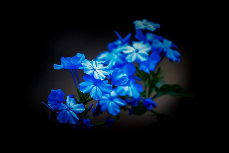 File:Blue Plumbago Flowers PLT-FL-BP-2.jpg