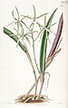 Brassavola subulifolia (as syn. Brassavola cordata) plate 1913 in: Edwards's Bot. Register (Orchidaceae), vol. 22, (1836)