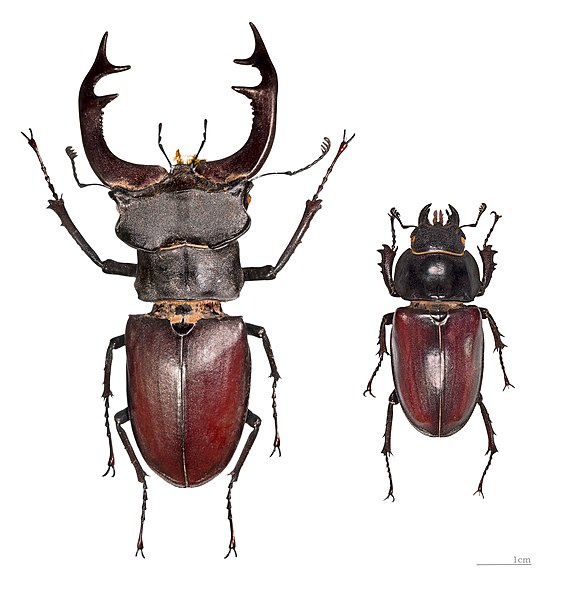 File:Cerf-volant MHNT male et femelle.jpg