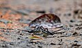 * Nomination: Close wing puddling of Lamproptera curius (Fabricius, 1787) - White DragontailThis image was uploaded as part of Wiki Loves Butterfly.I, --SVKMBFLY 08:44, 4 October 2024 (UTC) * Review quite noisy --MB-one 20:44, 12 October 2024 (UTC)