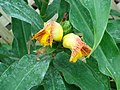 Costus pictus