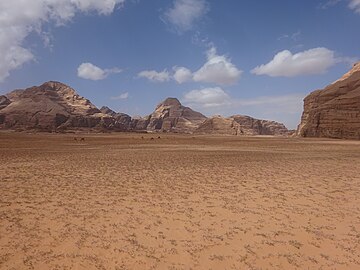 Desert flowers, Wadi Rum