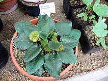 Dorstenia brasiliensis 1.jpg