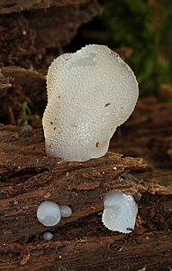 Pseudohydnum gelatinosum (Toothed Jelly Fungus)