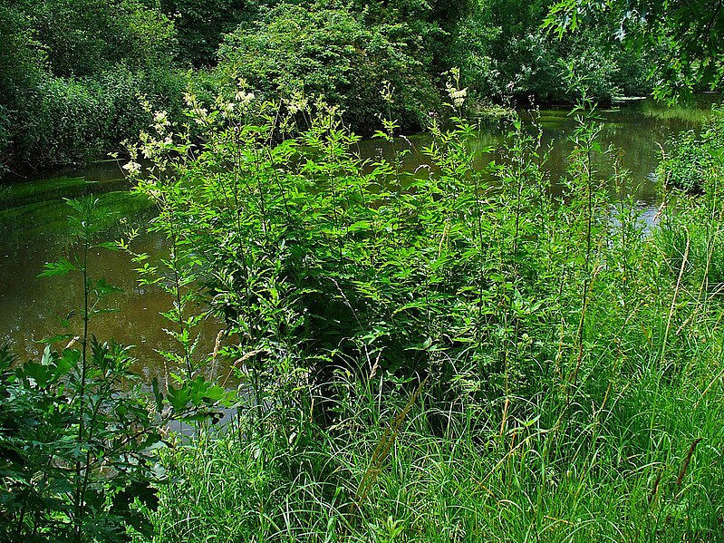 File:Filipendula ulmaria 001.JPG