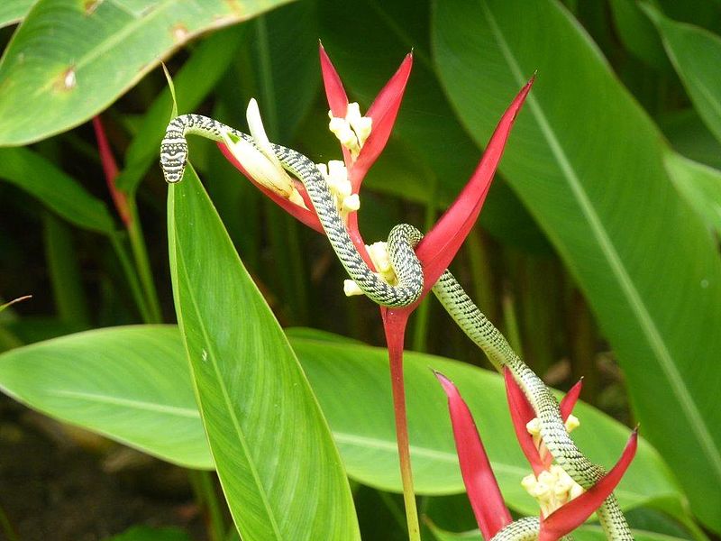 File:Golden tree snake.jpg