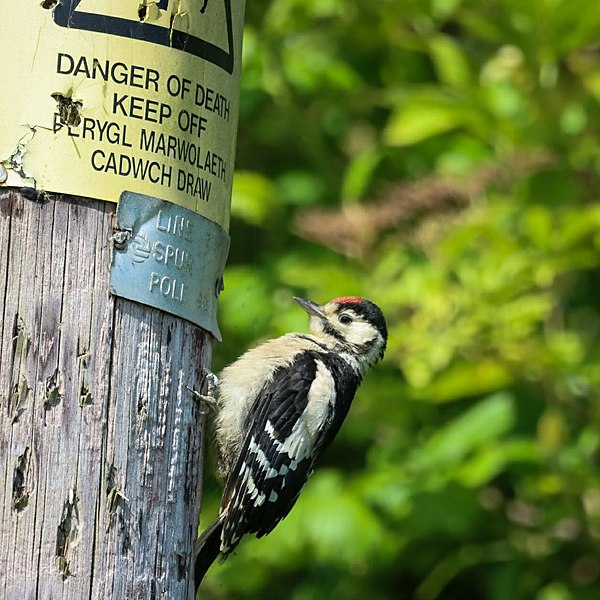 File:GreatSpottedWoodpecker1.jpg