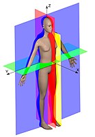 Tweezijdig symmetrisch: de mens. Rood: mediaan vlak Geel: sagittaal vlak Blauw: coronaal vlak Groen: transversaal vlak