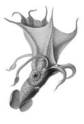 Illustration from Die Cephalopoden