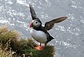 Puffin