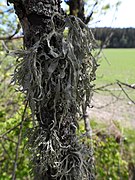 Ramalina fraxinea 74500171.jpg