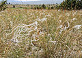 * Nomination: Feather grass (Stipa pennata) on Causse Méjean, Lozère, France) --Myrabella 11:38, 7 August 2013 (UTC) * * Review needed