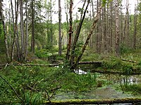 Sarmatic mixed forests, a temperate broad-leaf forest