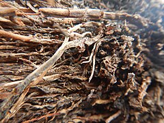 Tapis de racines de platane sous trottoir Platanus root mat under sidewalk Lille northern France 16.jpg