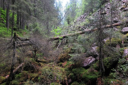 Viktig bilde og sted som viser viktigheten av bevaring av gammelskog og dens fauna og flora.